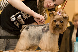парикмахер для собак